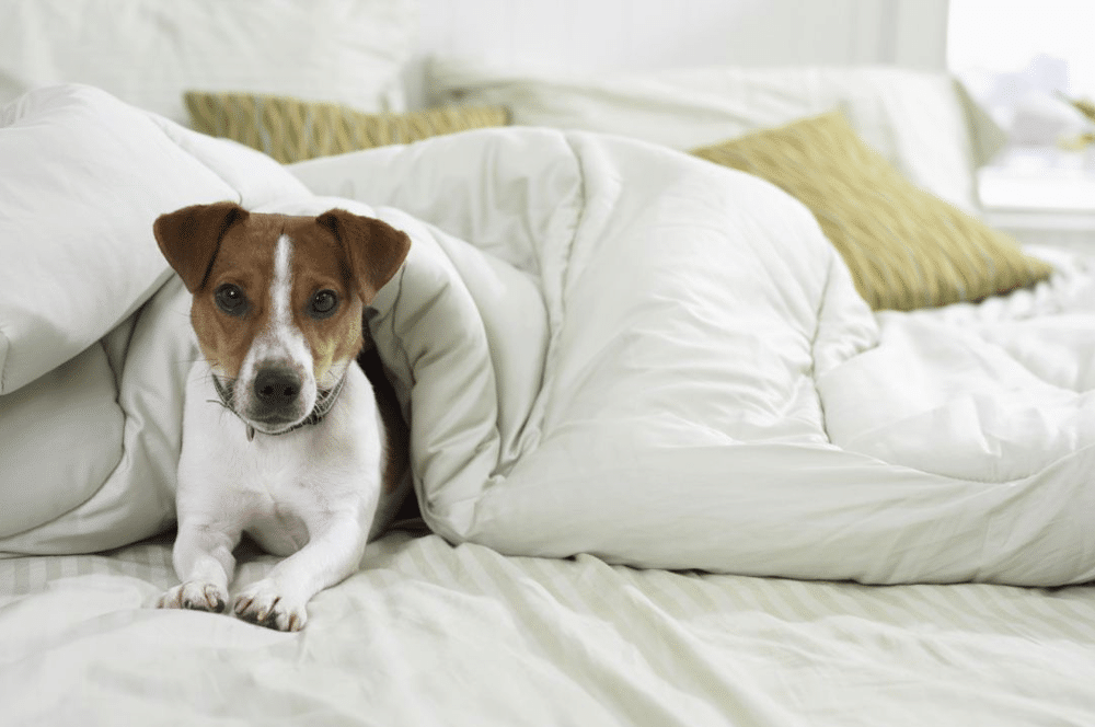 how often should you change bedsheets
