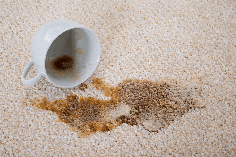 steam or shampoo carpets