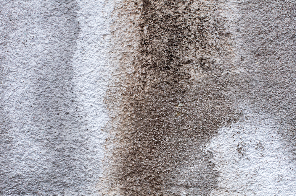 steam carpet cleaning